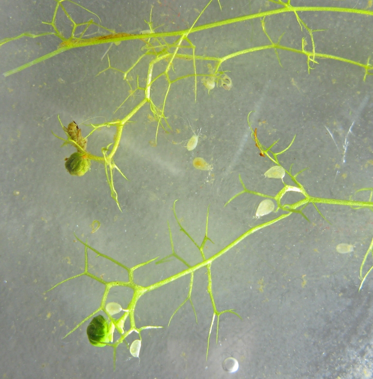 Image of Utricularia minor specimen.