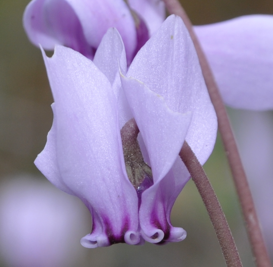 Изображение особи Cyclamen hederifolium.