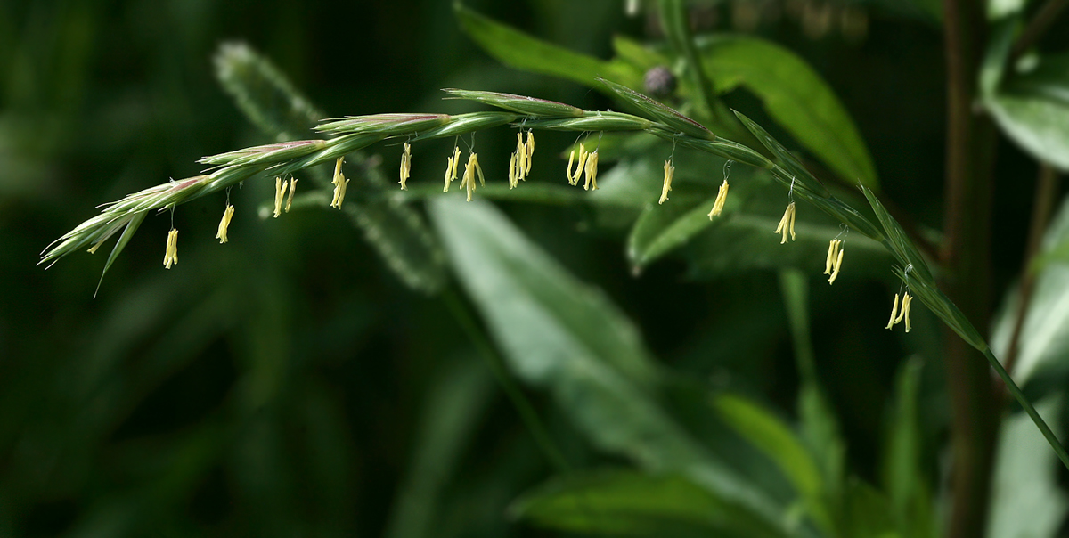 Image of Elytrigia repens specimen.