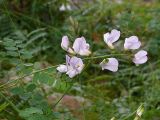 Смотреть изображение Vicia sylvatica