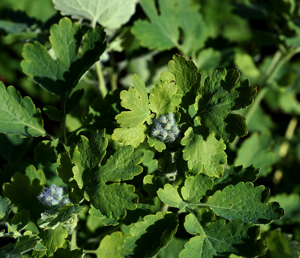 Изображение особи Chelidonium majus.