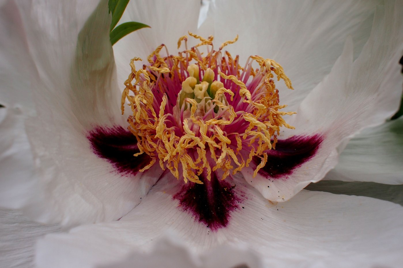 Изображение особи Paeonia suffruticosa.