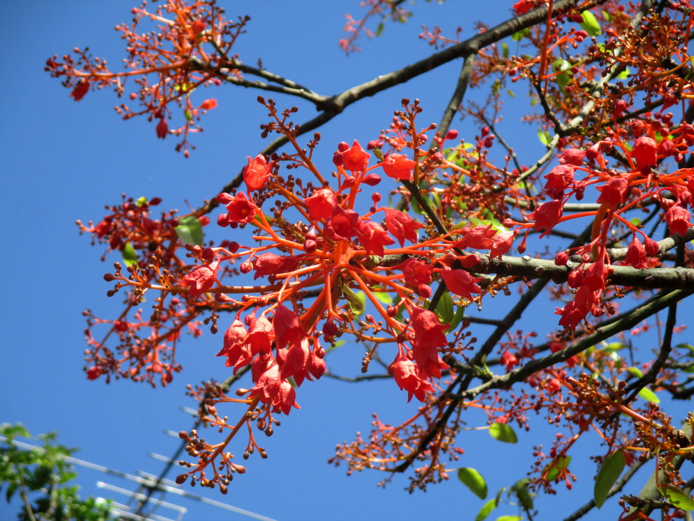 Image of Brachychiton acerifolius specimen.