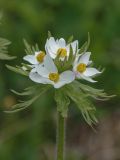 Anemonastrum fasciculatum. Верхушка цветущего растения. Адыгея, Майкопский р-н, плато Лаго-Наки, хр. Каменное море, субальпийский луг. 19.07.2015.