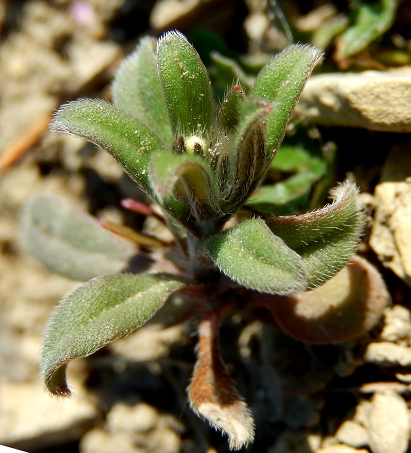 Изображение особи Buglossoides arvensis.