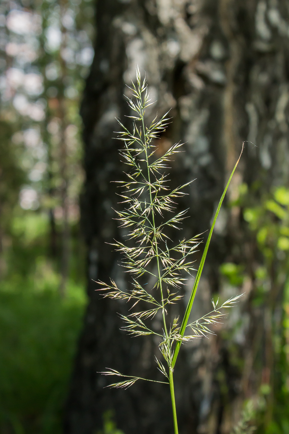 Изображение особи род Calamagrostis.