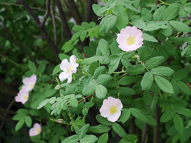 Image of Rosa acicularis specimen.