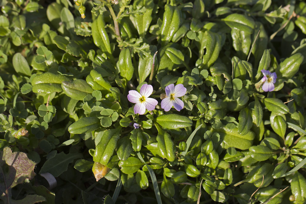 Изображение особи Malcolmia flexuosa.