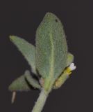 Morettia parviflora