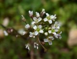 Capsella bursa-pastoris. Цветки и бутоны. Республика Адыгея, г. Майкоп, во дворе дома на лужайке. 24.03.2016.