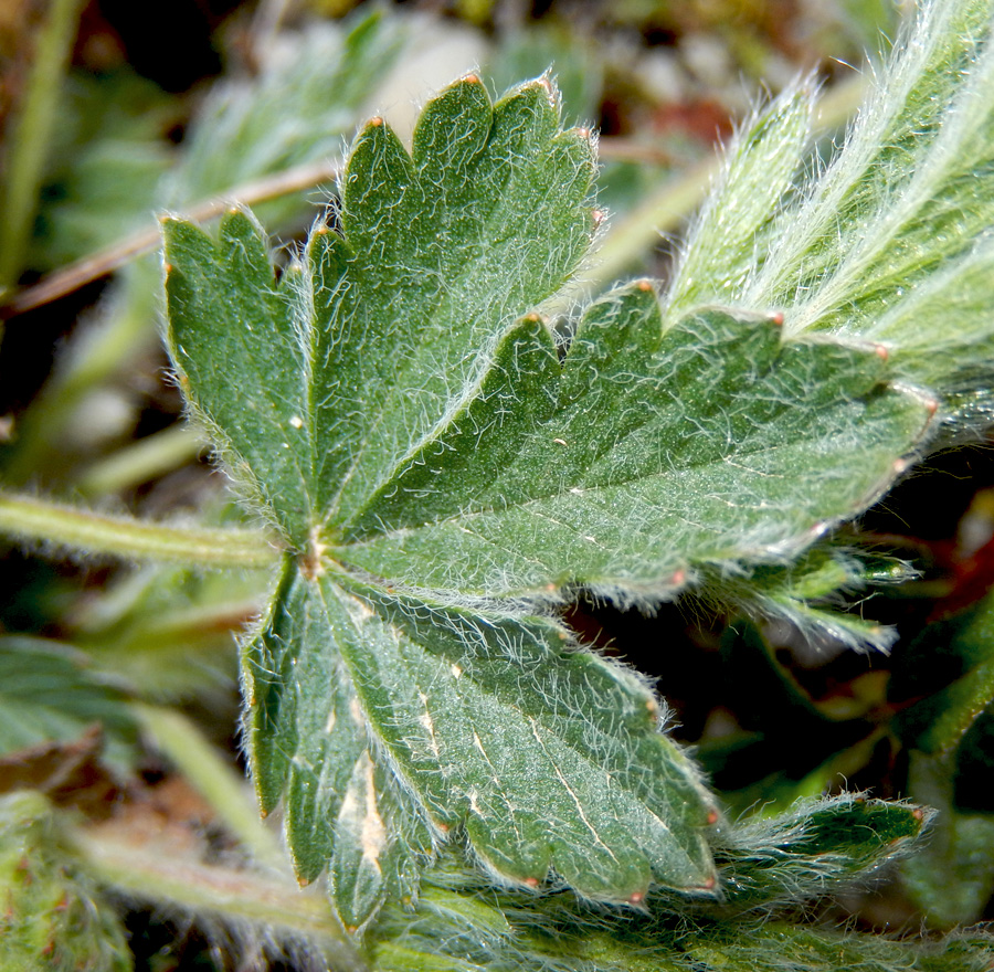 Изображение особи Potentilla taurica.