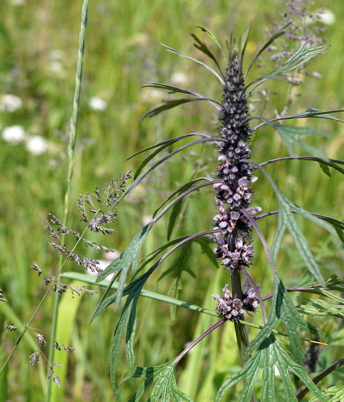 Изображение особи Leonurus deminutus.