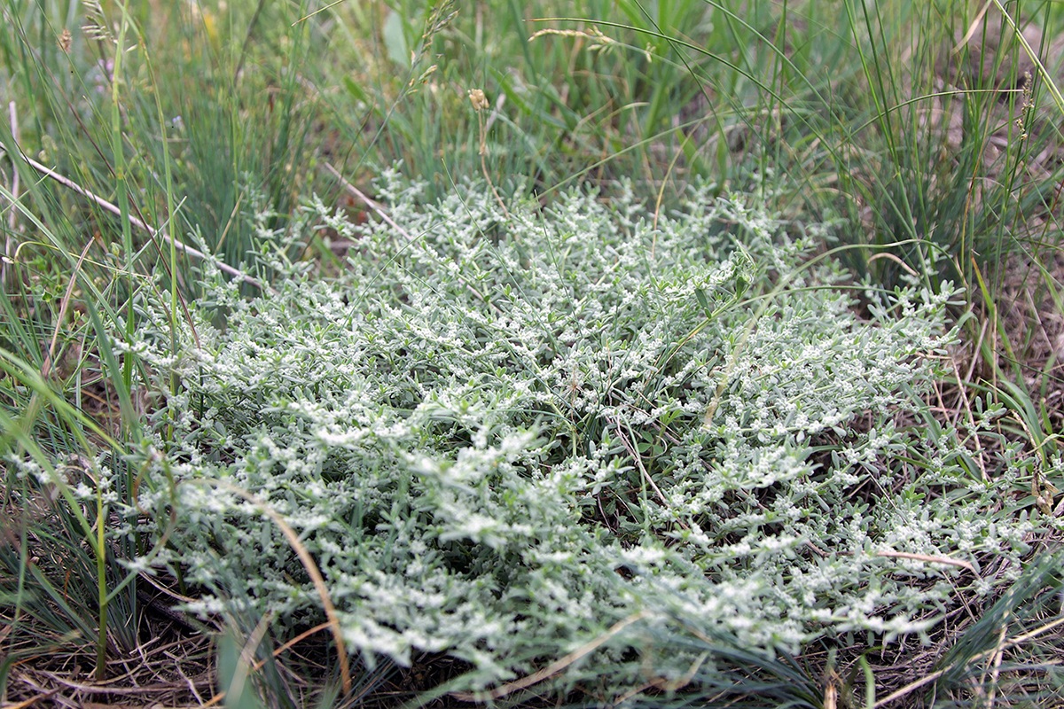 Image of Herniaria incana var. angustifolia specimen.