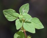 Parietaria chersonensis