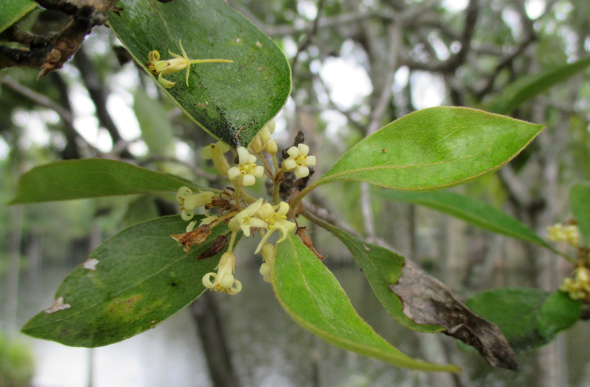 Image of Pittosporum venulosum specimen.