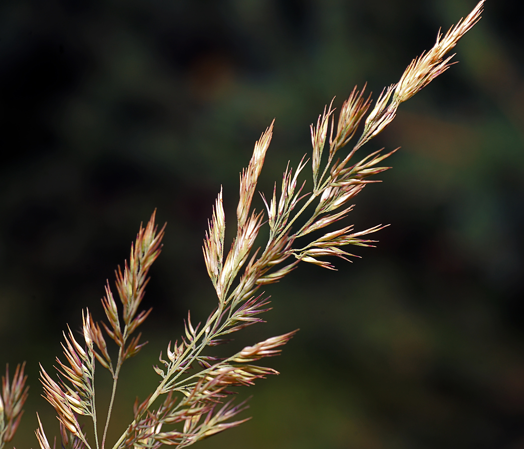 Изображение особи Calamagrostis epigeios.