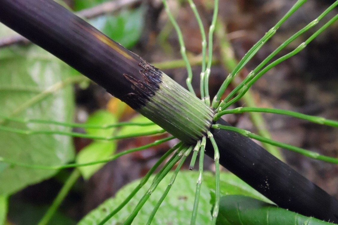 Изображение особи Equisetum telmateia.