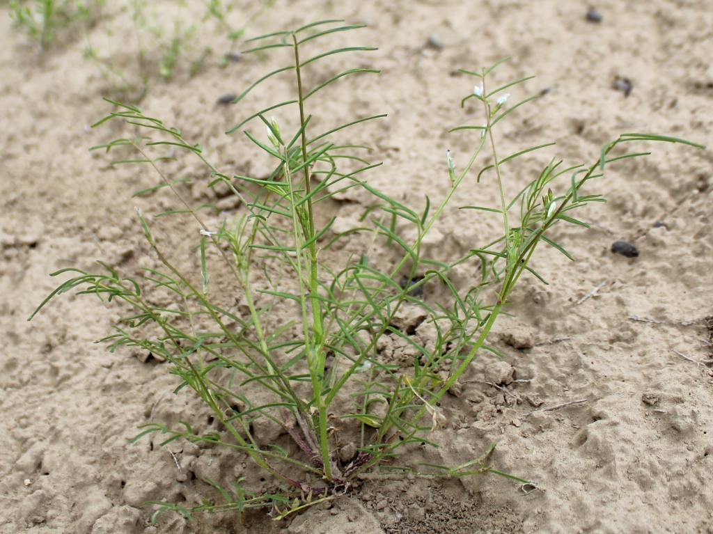 Изображение особи Astragalus campylorhynchus.