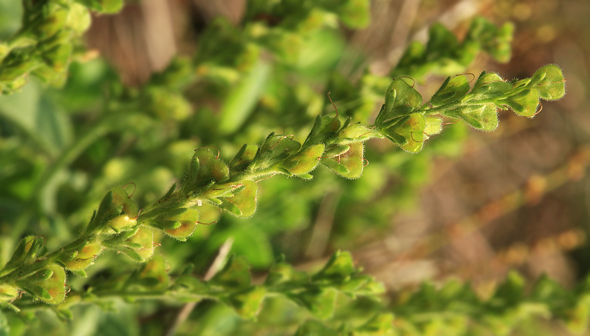 Image of Veronica officinalis specimen.