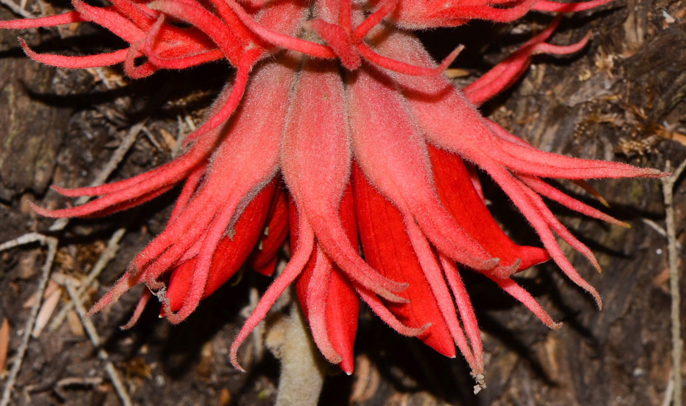 Image of Erythrina abyssinica specimen.