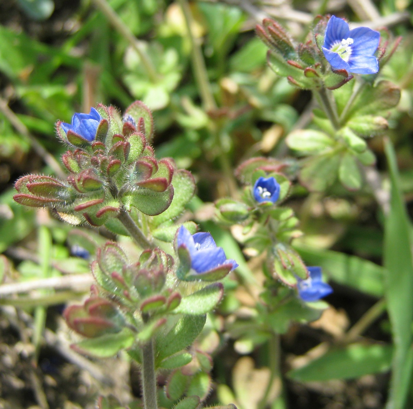 Image of Veronica triphyllos specimen.