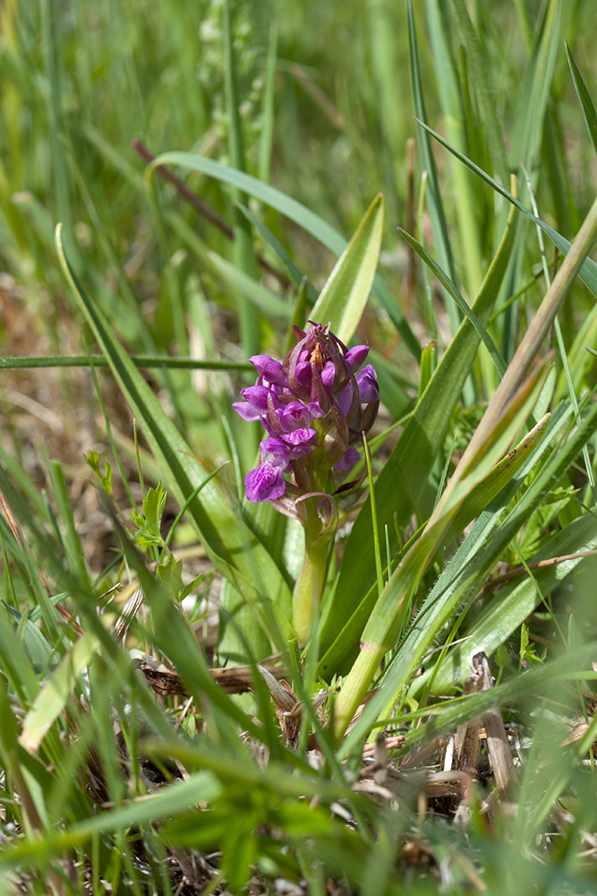 Image of Dactylorhiza incarnata specimen.