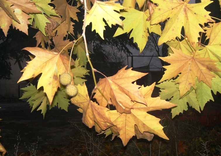 Изображение особи Platanus orientalis.