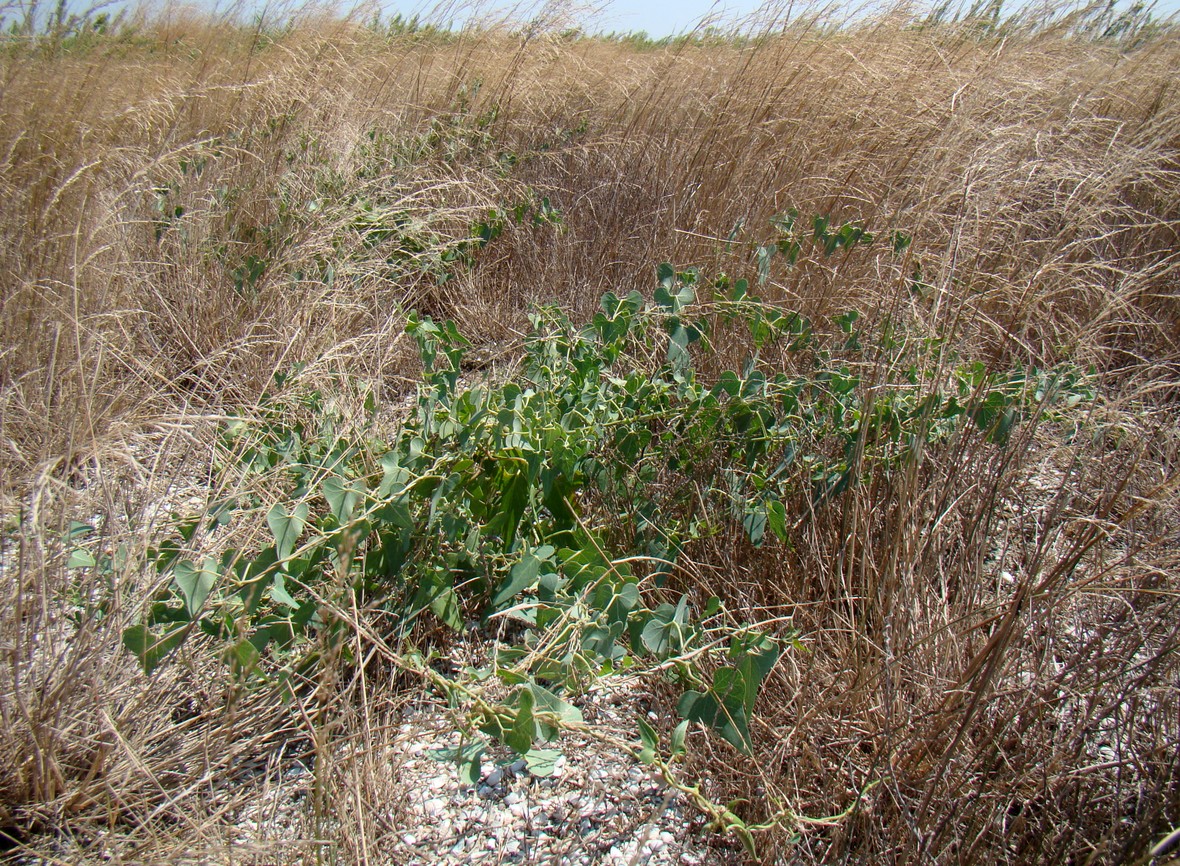 Image of Cynanchum acutum specimen.