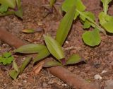 Rhoeo spathacea. Молодые побеги. Израиль, Шарон, пос. Кфар Шмариягу, в культуре в озеленении. 16.11.2016.