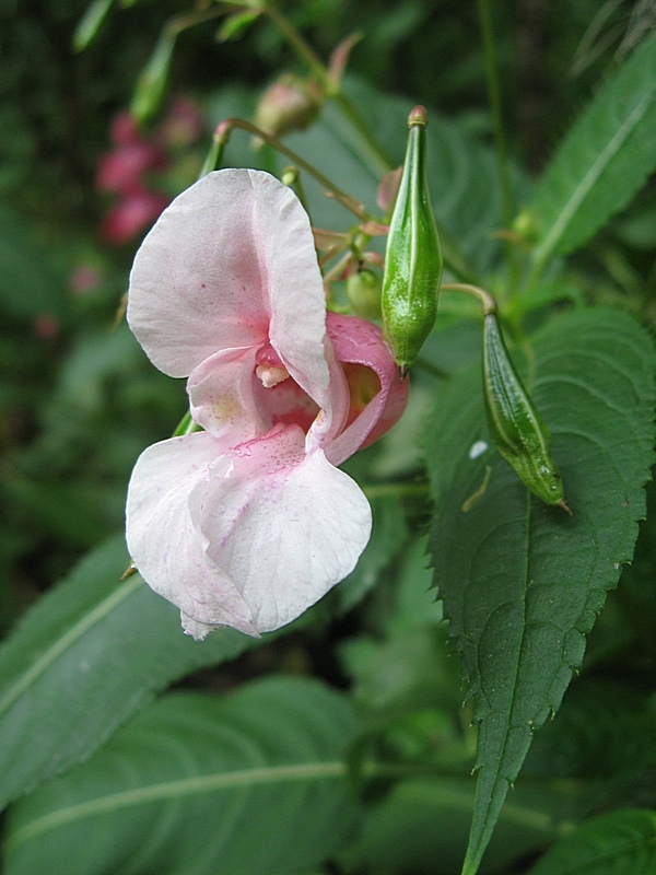 Image of Impatiens glandulifera specimen.