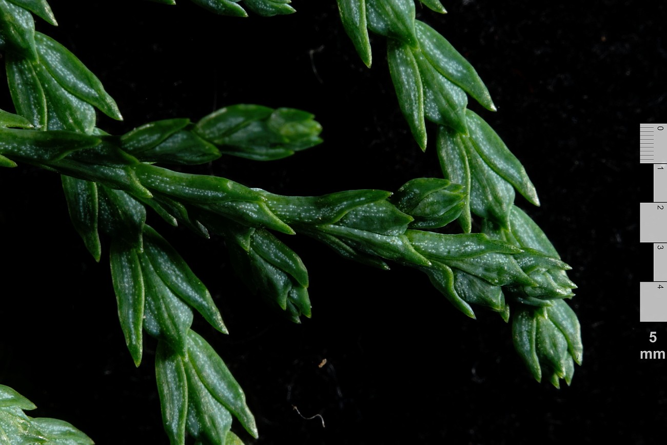 Image of Thuja sutchuenensis specimen.