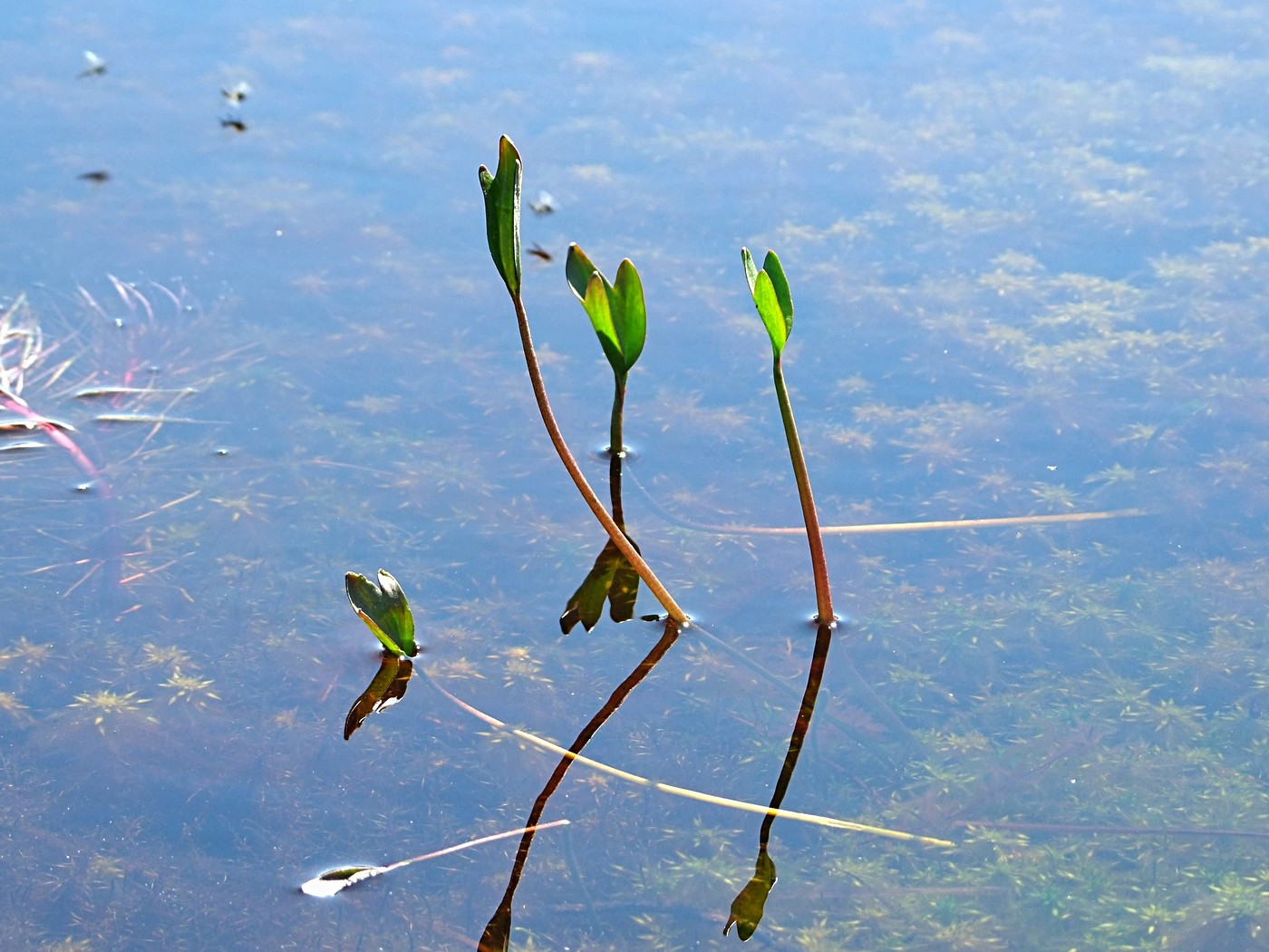 Image of Ranunculus pallasii specimen.