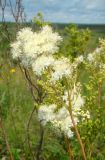 Filipendula ulmaria. Соцветие. Республика Мордовия, Ромодановский р-н, окр. с. Вырыпаево, луг на открытом склоне. 16 июля 2015 г.