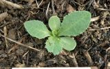 Смотреть изображение Carduus acanthoides