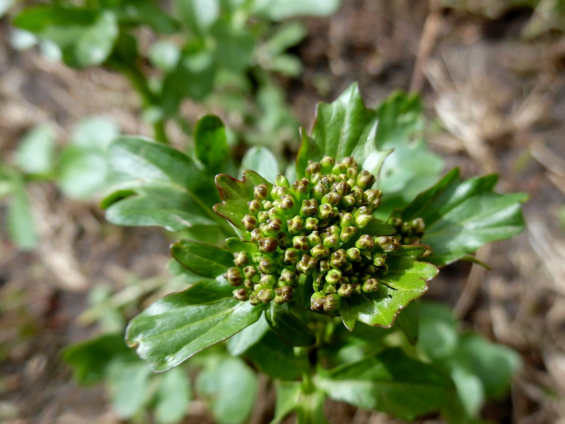 Image of Barbarea arcuata specimen.