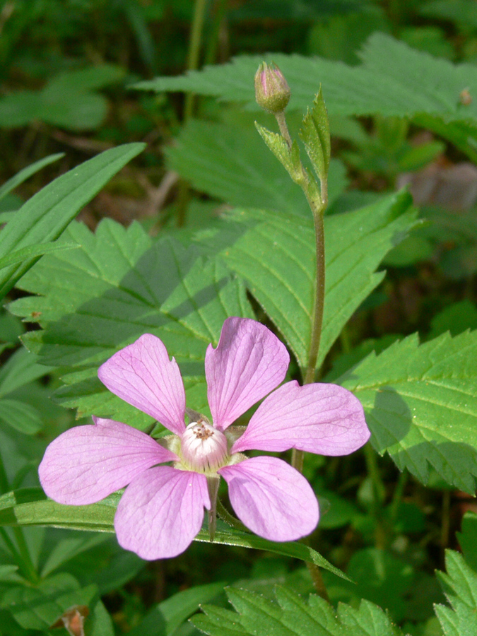 Изображение особи Rubus arcticus.