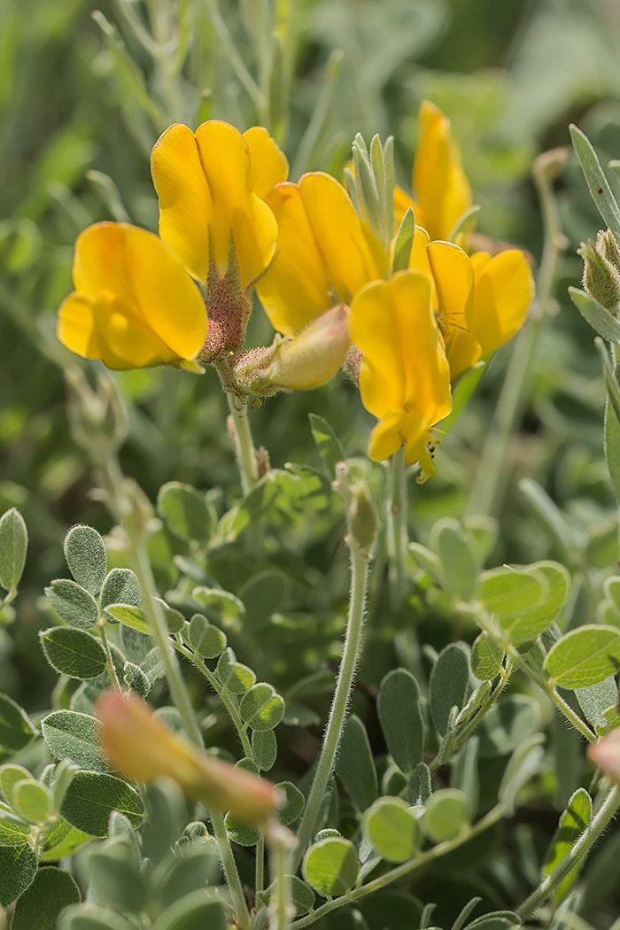 Изображение особи Calophaca wolgarica.