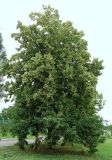 Tilia amurensis