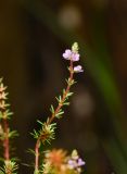 Rotala wallichii