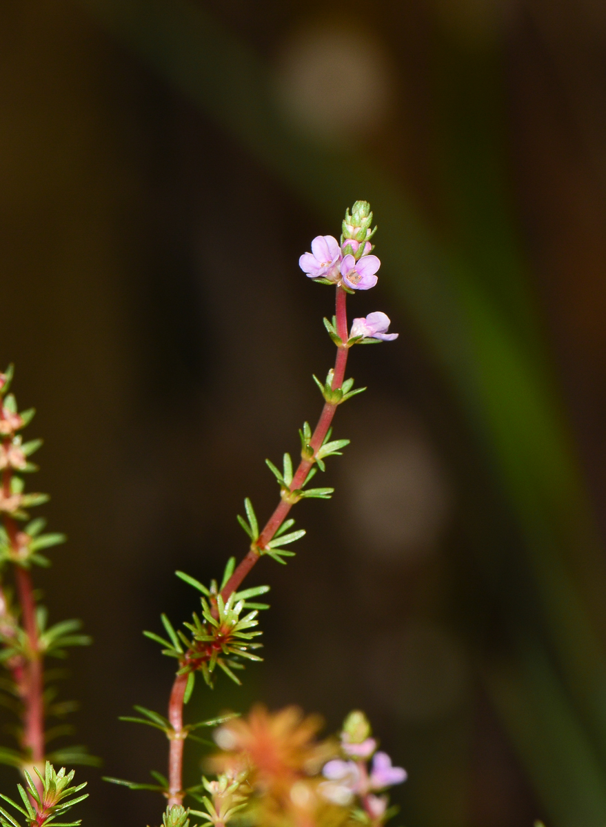 Изображение особи Rotala wallichii.