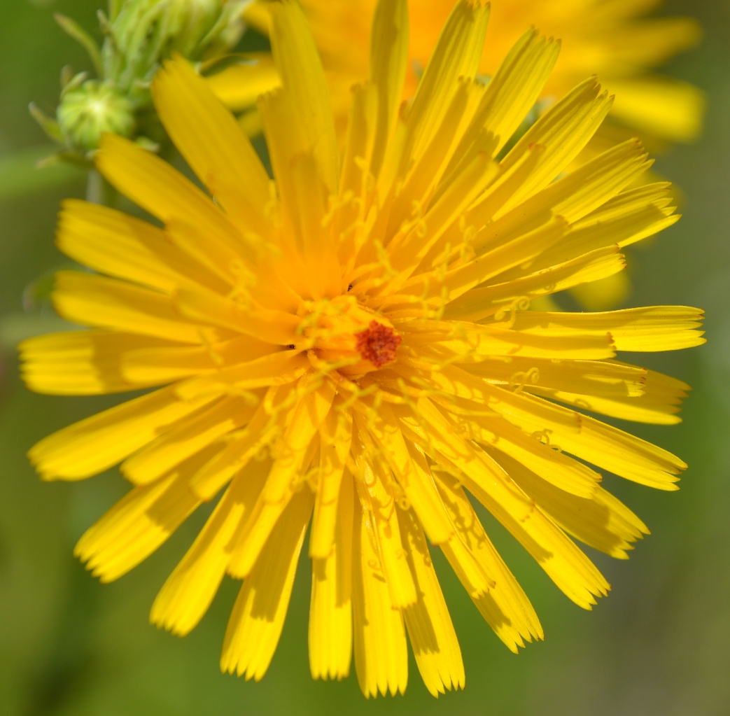 Image of Picris hieracioides specimen.