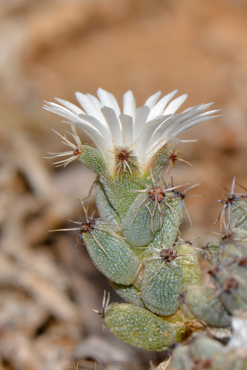 Image of genus Trichodiadema specimen.