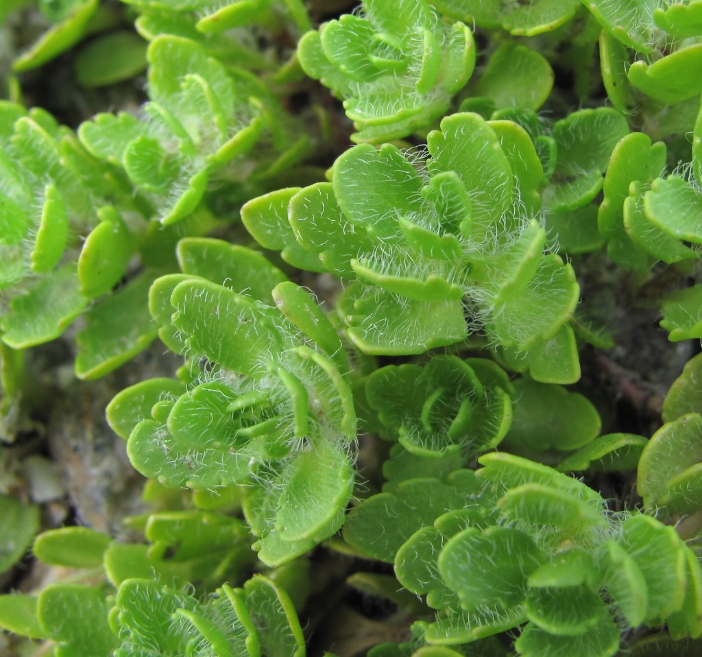 Image of Veronica minuta specimen.