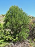 Juniperus excelsa. Молодое генеративное растение с прошлогодними шишкоягодами. Крым, окр. Судака, южные отроги горы Перчем. 18 мая 2017 г.