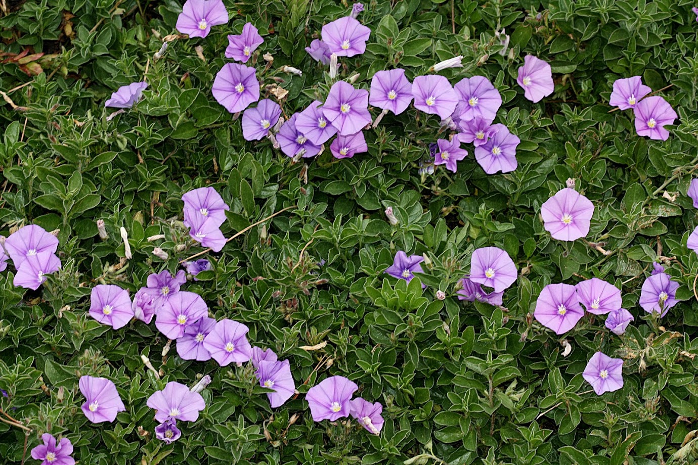 Image of Convolvulus sabatius ssp. mauritanicus specimen.