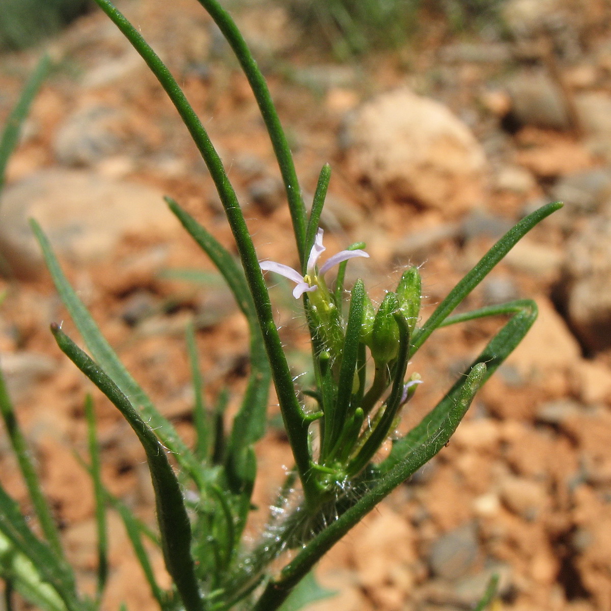 Image of Diptychocarpus strictus specimen.