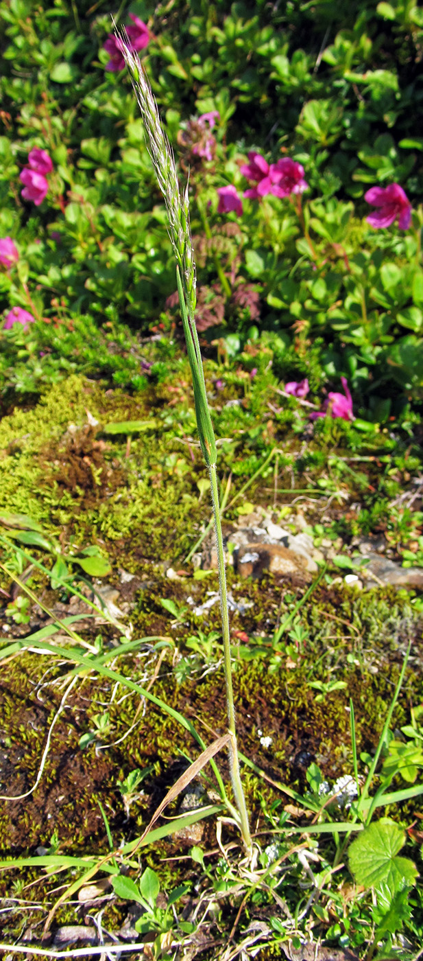 Image of Trisetum spicatum specimen.