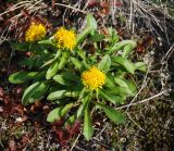 Solidago compacta. Цветущее растение. Чукотка, побережье бухты Провидения. 25.08.2009.