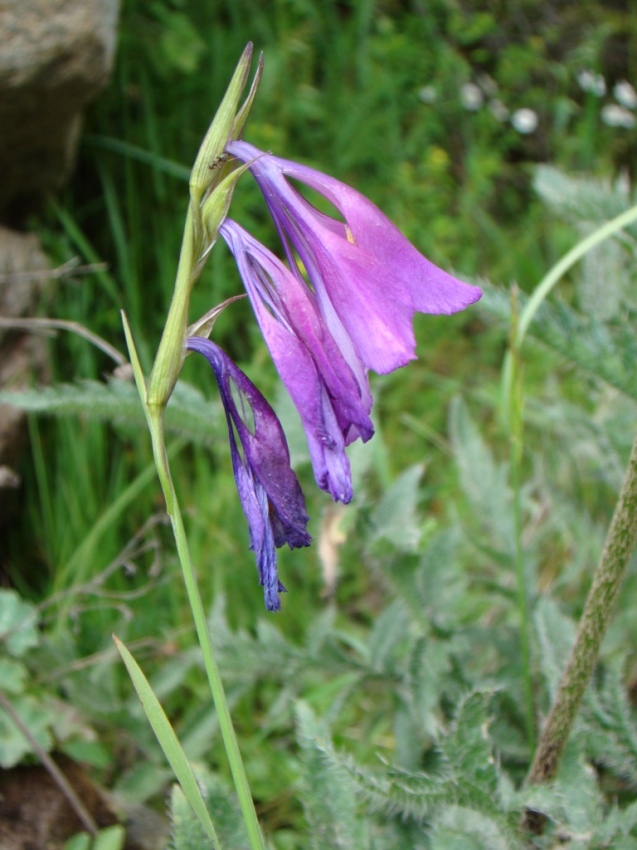 Image of Gladiolus kotschyanus specimen.