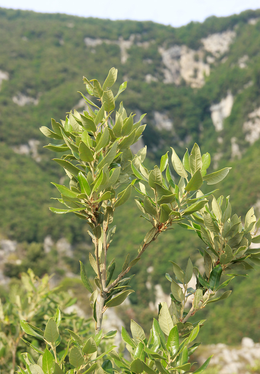 Изображение особи Quercus ilex.